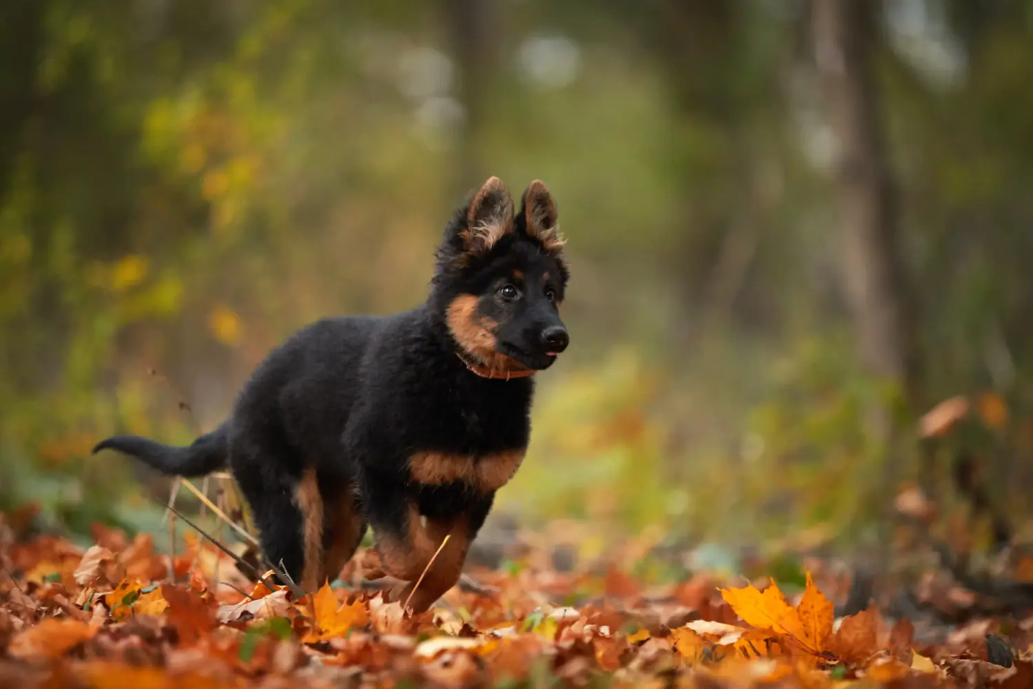 Comprar um cachorro Chodský pes significa assumir a responsabilidade! Comprar cachorros Chodský pes.