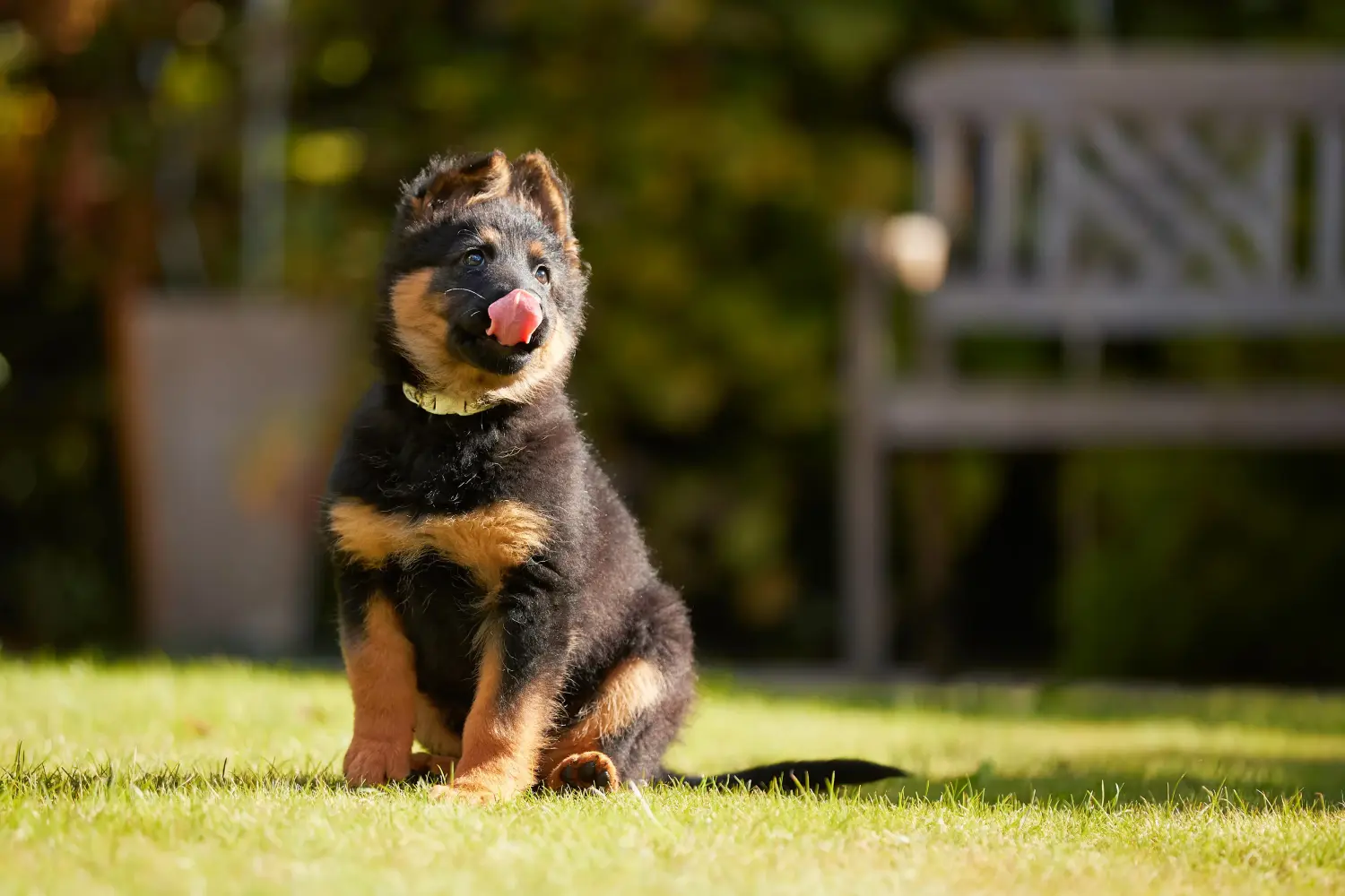 Comprar um cachorro Chodský pes significa assumir a responsabilidade! Comprar cachorros Chodský pes.