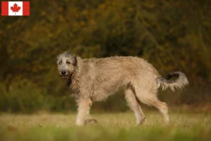 Read more about the article Criadores de Irish Wolfhound e cachorros no Canadá