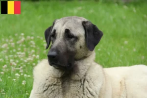 Read more about the article Criadores de Kangal e cachorros na Bélgica
