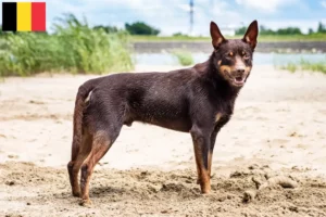 Read more about the article Criadores de Kelpie australiano e cachorros na Bélgica