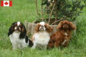 Read more about the article Criadores e cachorros de King Charles Spaniel no Canadá