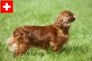 Read more about the article Criadores e cachorros de King Charles Spaniel na Suíça
