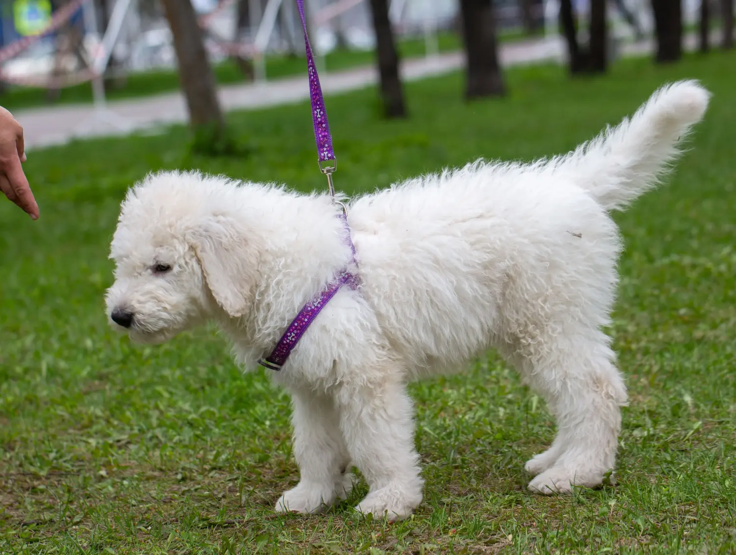 Comprar um cachorro Komondor significa assumir responsabilidades! Comprar cachorros Komondor.