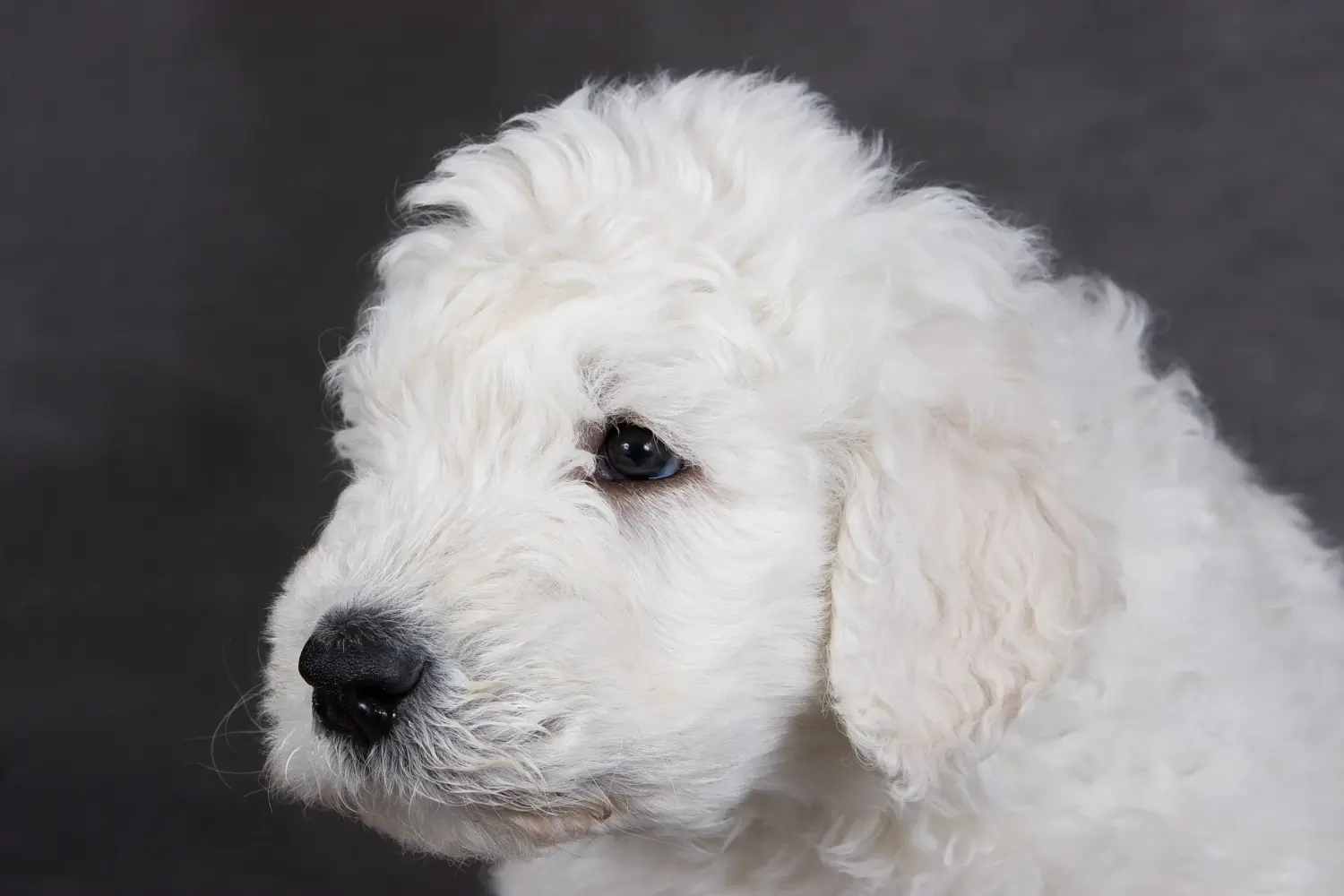 Comprar um cachorro Komondor significa assumir responsabilidades! Comprar cachorros Komondor.