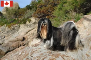 Read more about the article Criadores de Lhasa Apso e cachorros no Canadá