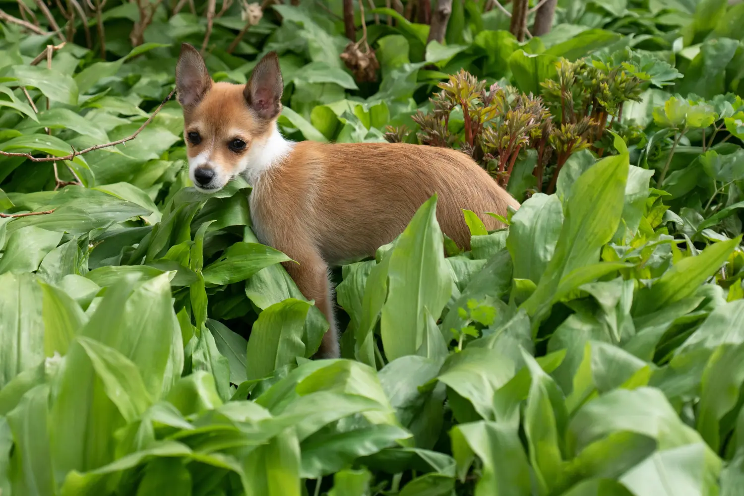 Comprar um cachorro Lundehund norueguês significa assumir a responsabilidade! Comprar cachorros Lundehund noruegueses.