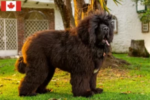 Read more about the article Criadores de Mastim Tibetano e cachorros no Canadá