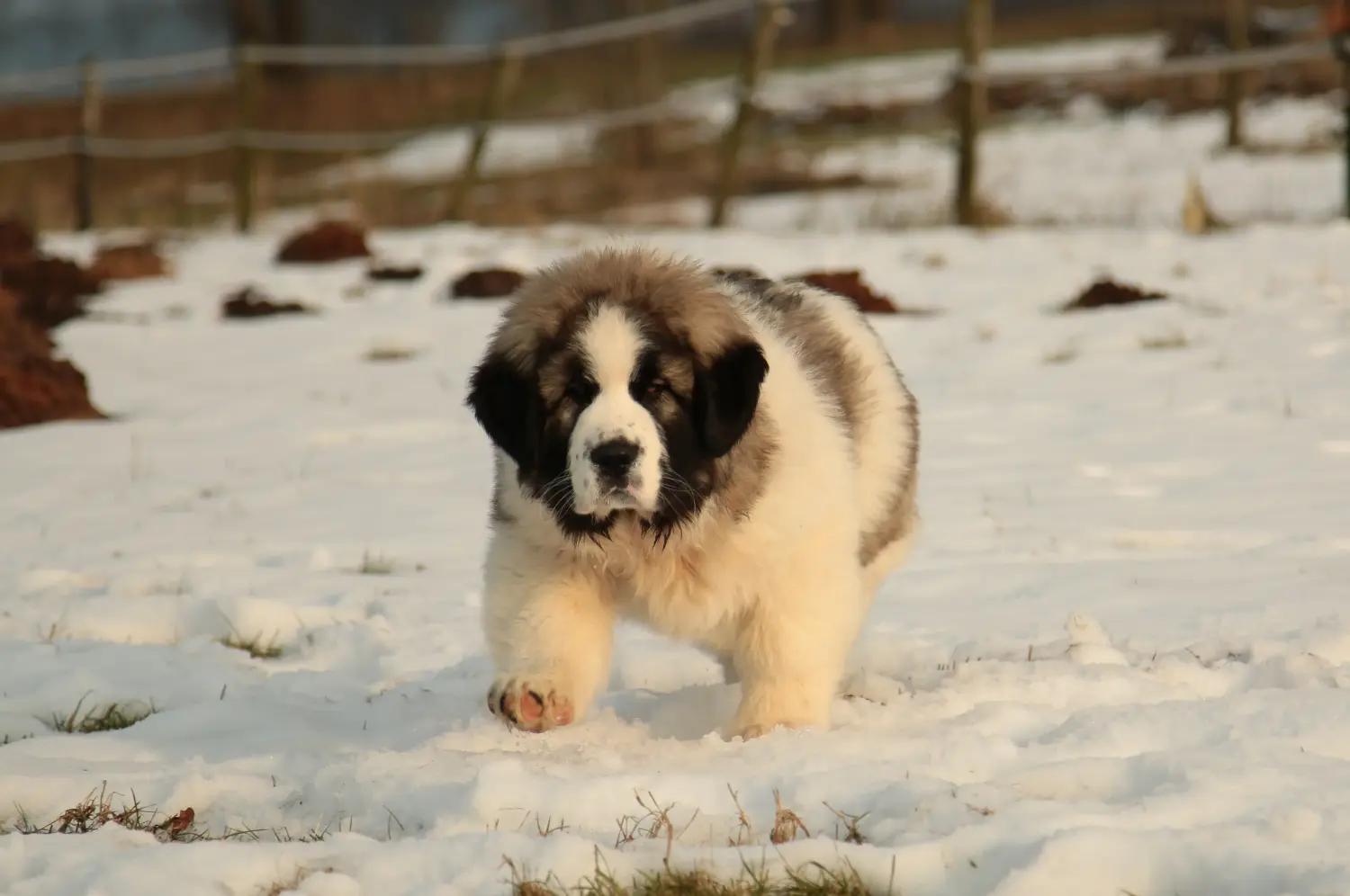 Comprar um cachorro Mastín del Pirineo significa assumir uma responsabilidade! Comprar cachorros Mastín del Pirineo.
