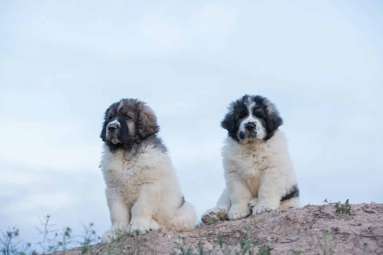 Comprar um cachorro Mastín del Pirineo significa assumir uma responsabilidade! Comprar cachorros Mastín del Pirineo.
