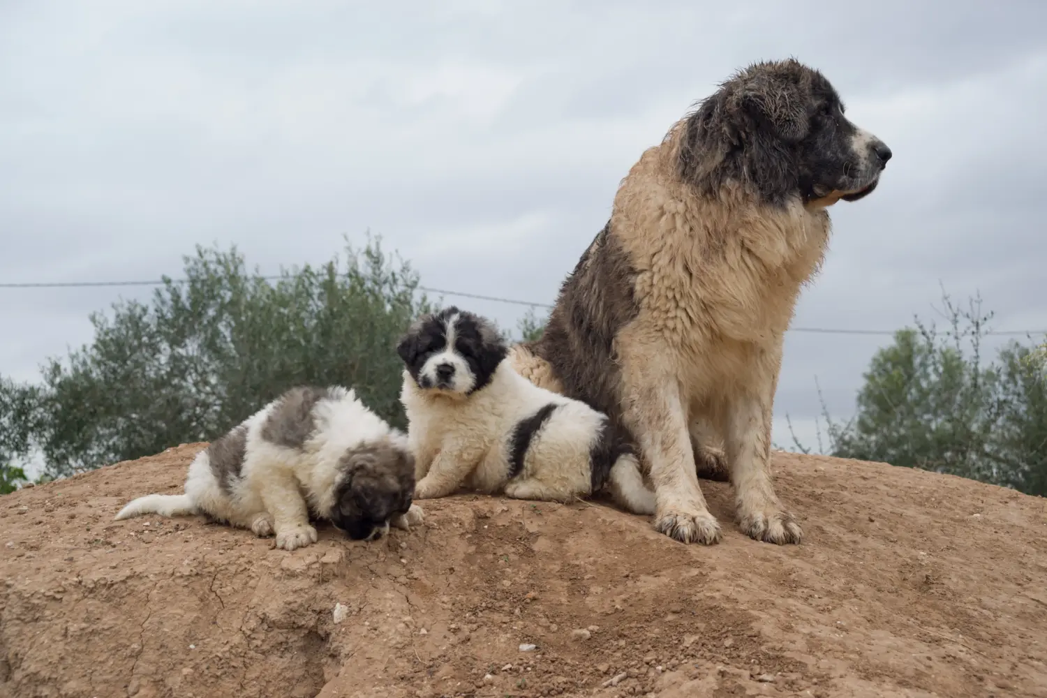 Comprar um cachorro Mastín del Pirineo significa assumir uma responsabilidade! Comprar cachorros Mastín del Pirineo.