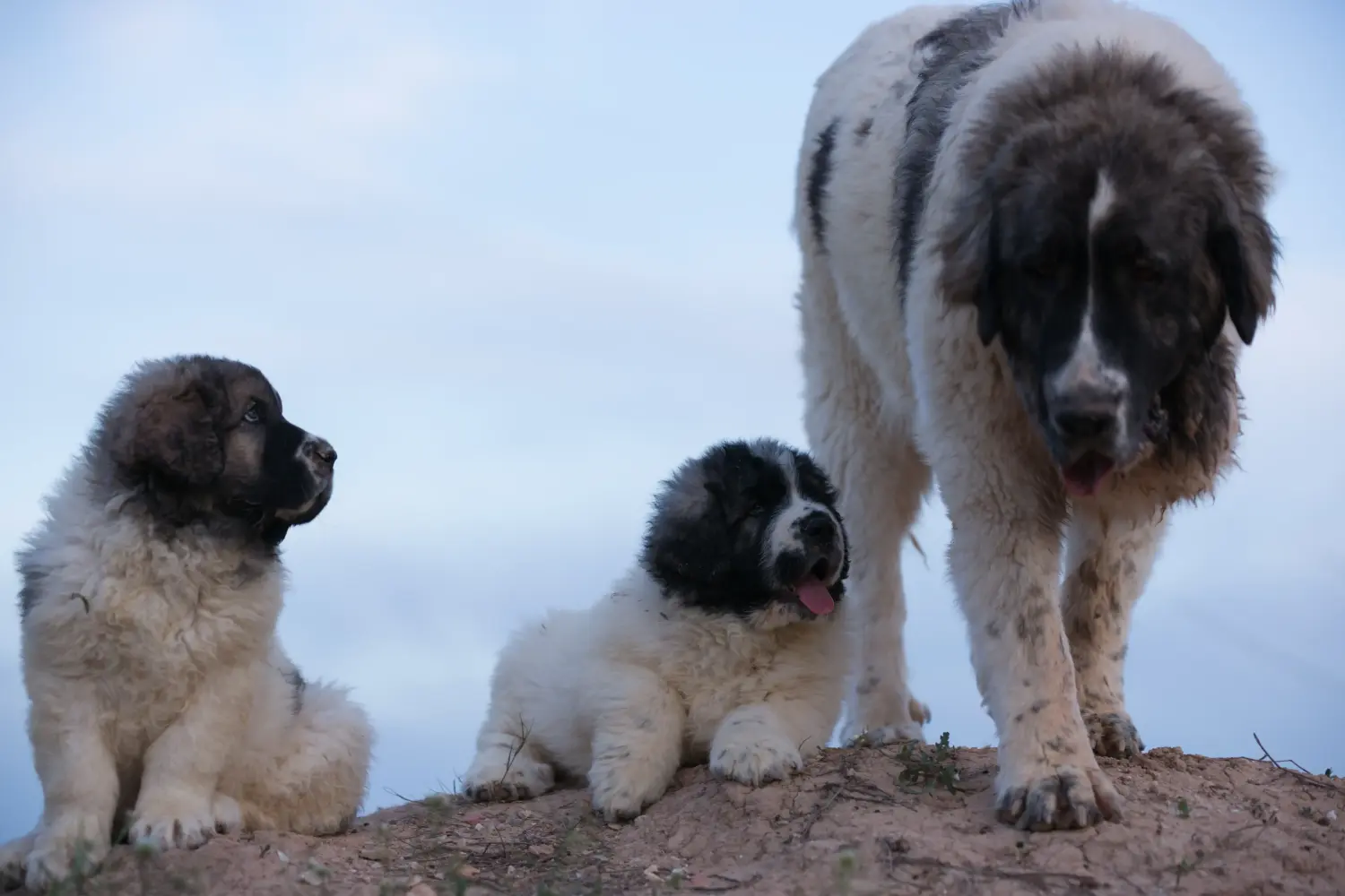 Comprar um cachorro Mastín del Pirineo significa assumir uma responsabilidade! Comprar cachorros Mastín del Pirineo.