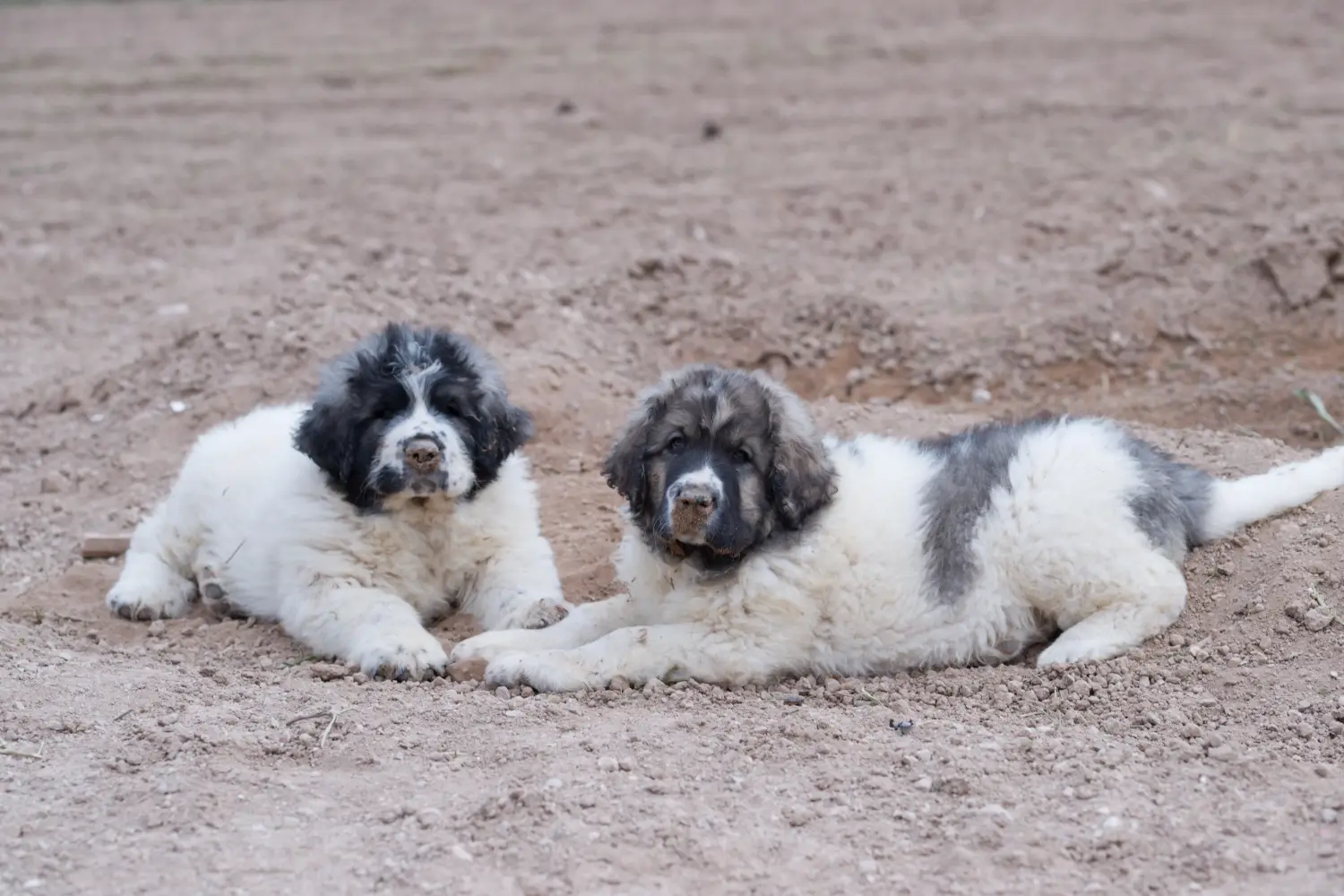 Comprar um cachorro Mastín del Pirineo significa assumir uma responsabilidade! Comprar cachorros Mastín del Pirineo.