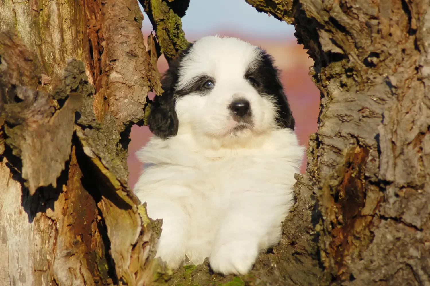 Comprar um cachorro Mastín del Pirineo significa assumir uma responsabilidade! Comprar cachorros Mastín del Pirineo.