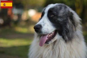 Read more about the article Mastín del Pirineo criadores e cachorros em Espanha