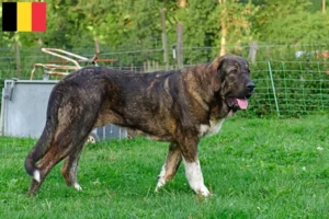 Read more about the article Mastín Español criadores e cachorros na Bélgica