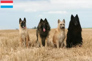 Read more about the article Criador de cães de pastor belga e cachorros no Luxemburgo