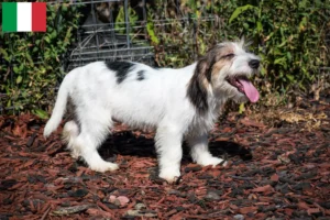 Read more about the article Criadores e cachorros de Petit Basset Griffon Vendéen em Itália