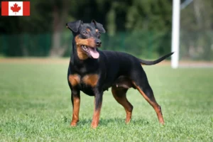 Read more about the article Criadores de Pinscher miniatura e cachorros no Canadá