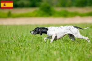 Read more about the article Criadores e cachorros de Pointer Inglês em Espanha