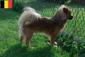 Read more about the article Criadores de Pomchi e cachorros na Bélgica