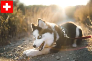 Read more about the article Criadores de pomsky e cachorros na Suíça