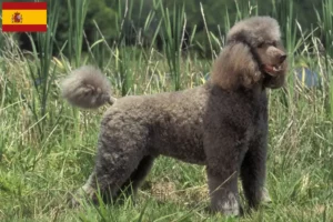 Read more about the article Criadores de caniches e cachorros em Espanha
