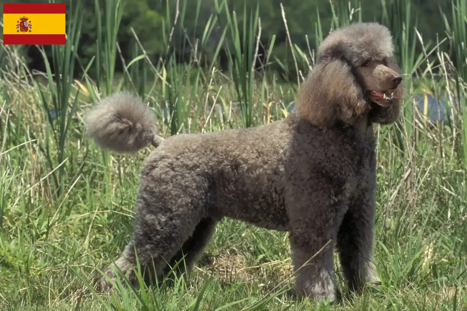 Poodle cachorros e criadores Espanha Encontre aqui criadores de caniches em Espanha.