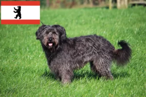 Read more about the article Criadores de caniches ovinos e cachorros em Berlim