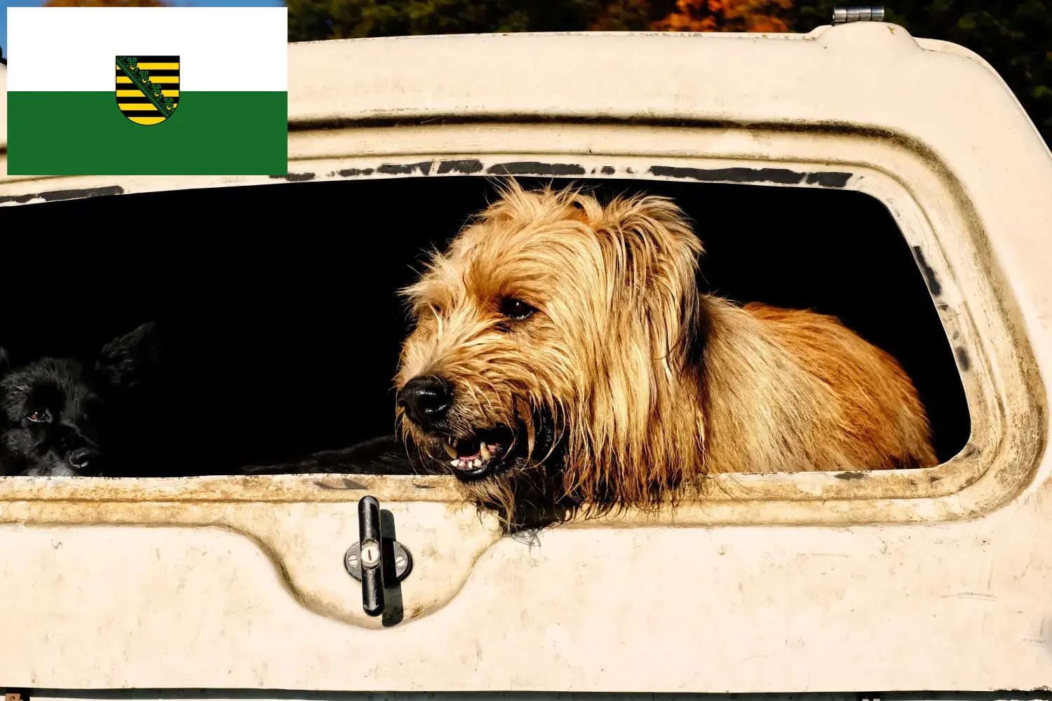 Read more about the article Criadores de Caniches ovinos e cachorros em Saxónia