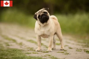 Read more about the article Criadores de pug e cachorros no Canadá