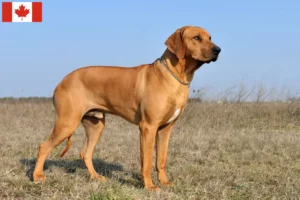 Read more about the article Criadores de Rhodesian Ridgeback e cachorros no Canadá