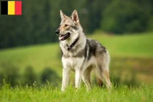 Read more about the article Criadores de cães-lobo de Saarloos e cachorros na Bélgica