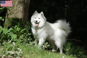 Read more about the article Criadores de Samoieda e cachorros nos EUA