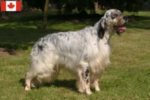 Read more about the article Criadores de Setter Inglês e cachorros no Canadá