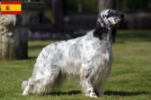 Read more about the article Criadores e cachorros de Setter Inglês em Espanha
