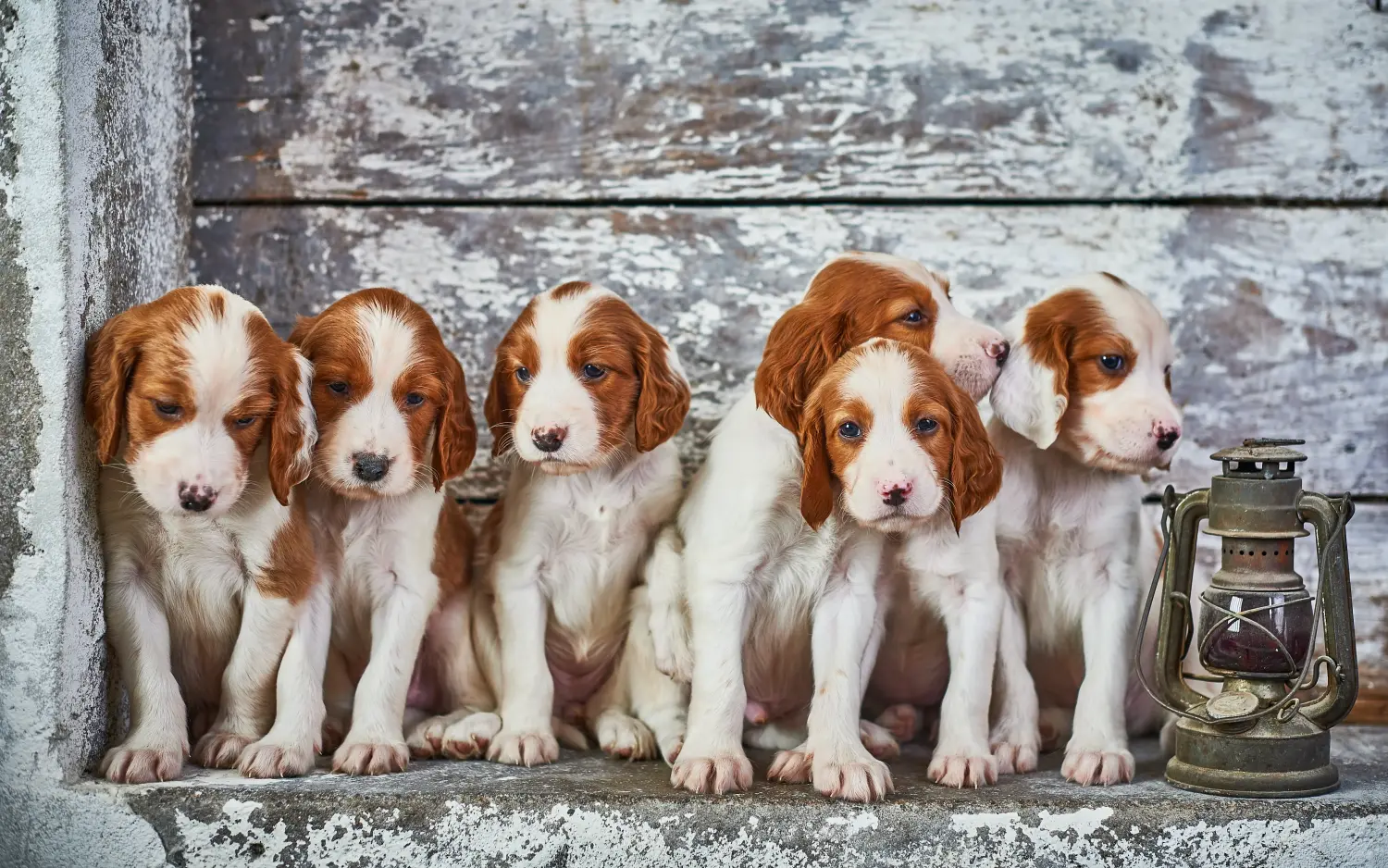 Comprar um cachorro Setter Vermelho e Branco Irlandês significa assumir responsabilidades! Comprar cachorros Setter irlandeses vermelhos e brancos.