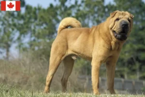 Read more about the article Criadores de Shar-Pei e cachorros no Canadá