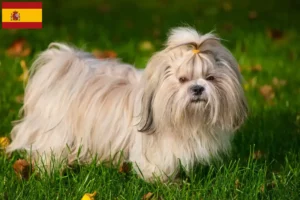 Read more about the article Criadores de Shih Tzu e cachorros em Espanha
