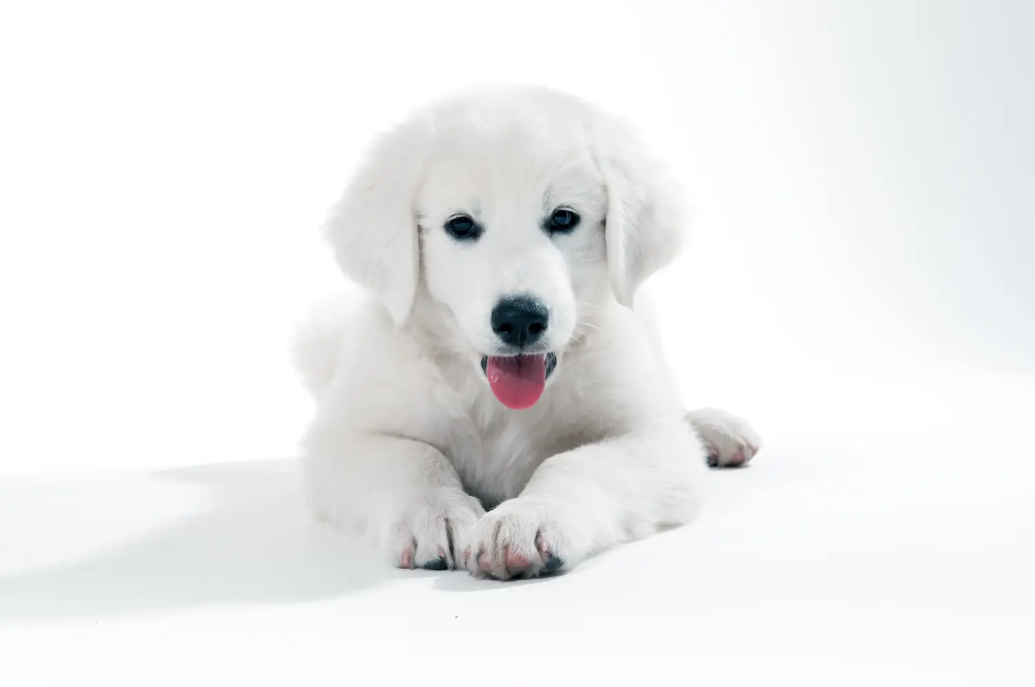 Comprar um cachorro Slovensky Cuvac significa assumir a responsabilidade! Comprar cachorros Slovensky Cuvac.