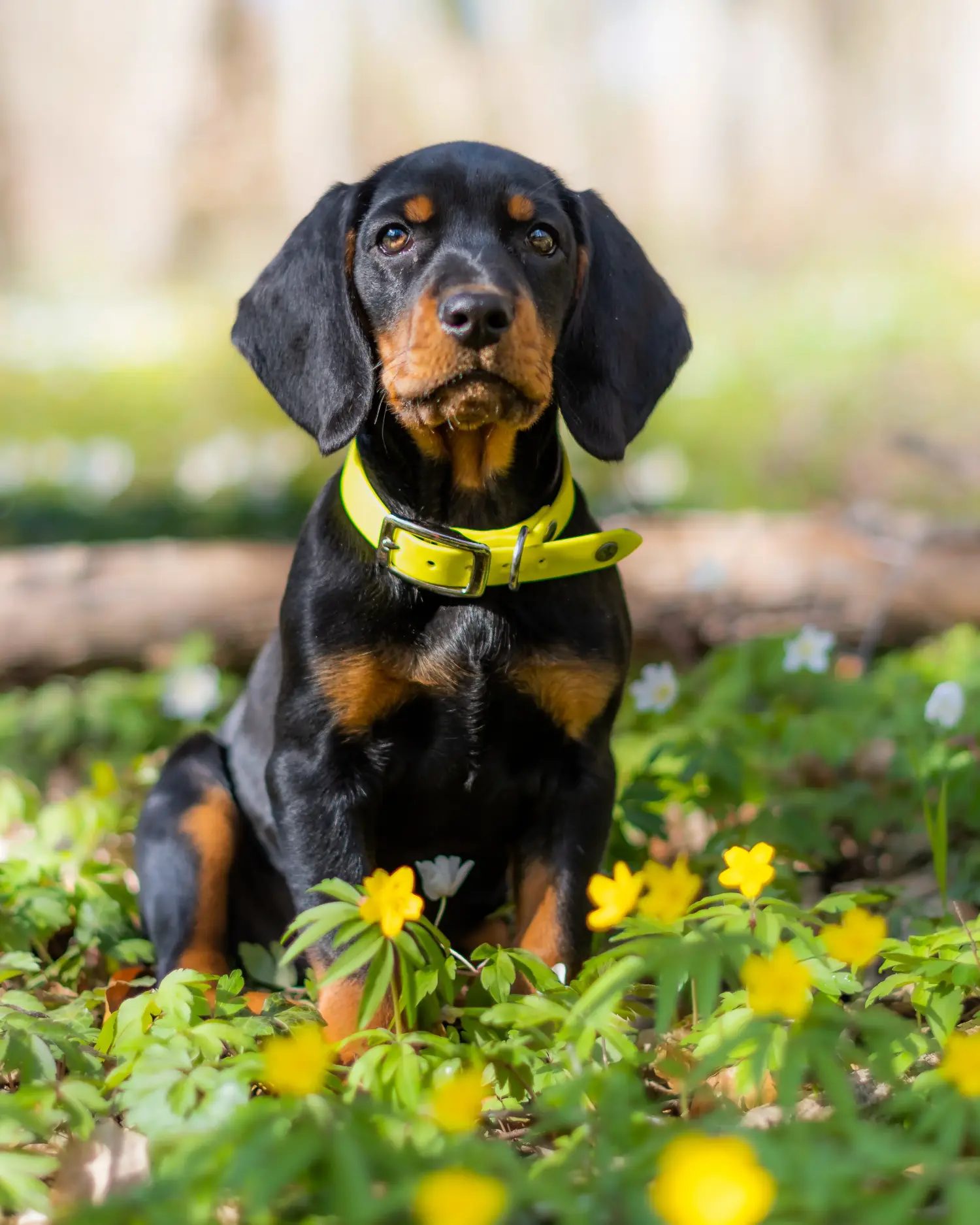 Comprar um cachorro Slovenský kopov significa assumir a responsabilidade! Comprar cachorros Slovenský kopov.