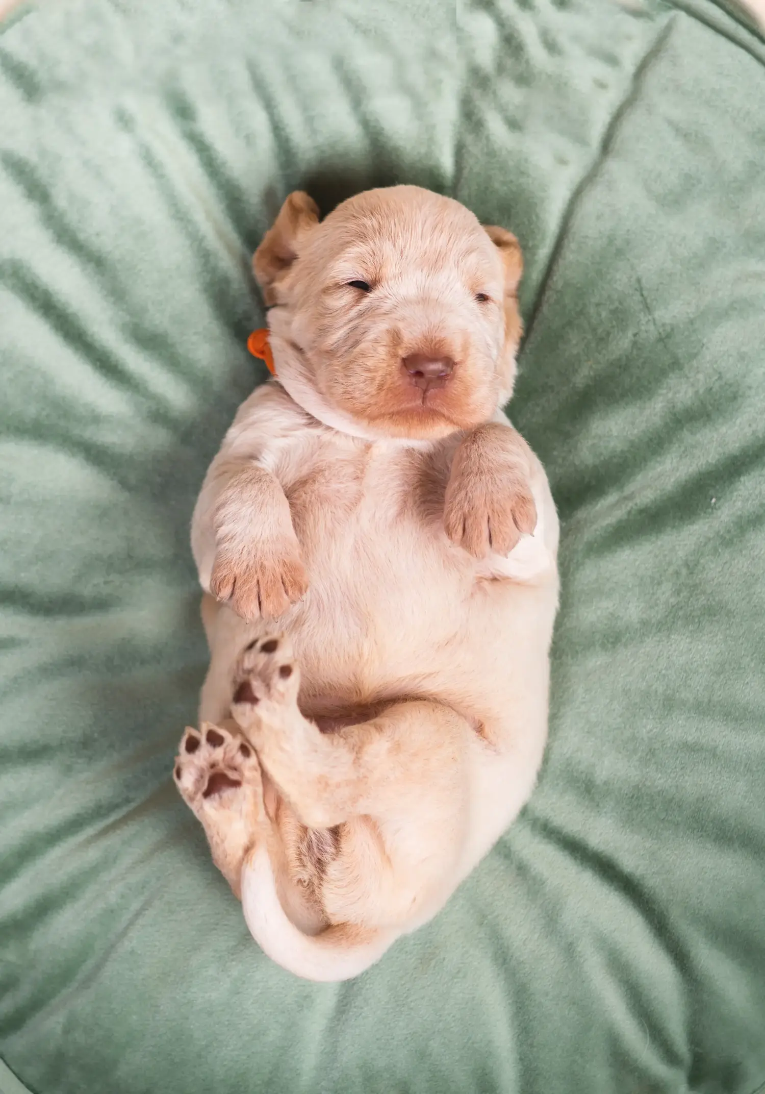 Comprar um cachorro Spinone Italiano significa assumir responsabilidades! Comprar cachorros Spinone Italiano.