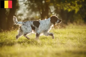 Read more about the article Criadores de Springer Spaniel inglês e cachorros na Bélgica