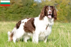 Read more about the article Criadores de Springer Spaniel inglês e cachorros na Bulgária
