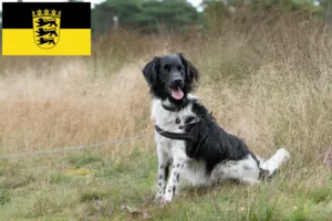 Read more about the article Stabij criadores e cachorros em Baden-Württemberg
