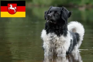 Read more about the article Criadores de Stabij e cachorros na Baixa Saxónia