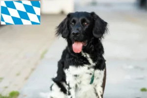 Read more about the article Criadores de Stabij e cachorros na Baviera