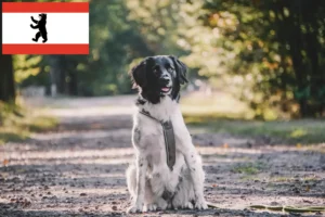 Read more about the article Criadores de Stabij e cachorros em Berlim