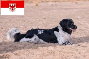 Read more about the article Criadores de Stabij e cachorros em Brandenburg
