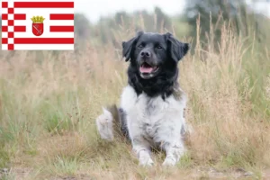 Read more about the article Stabij criadores e cachorros em Bremen